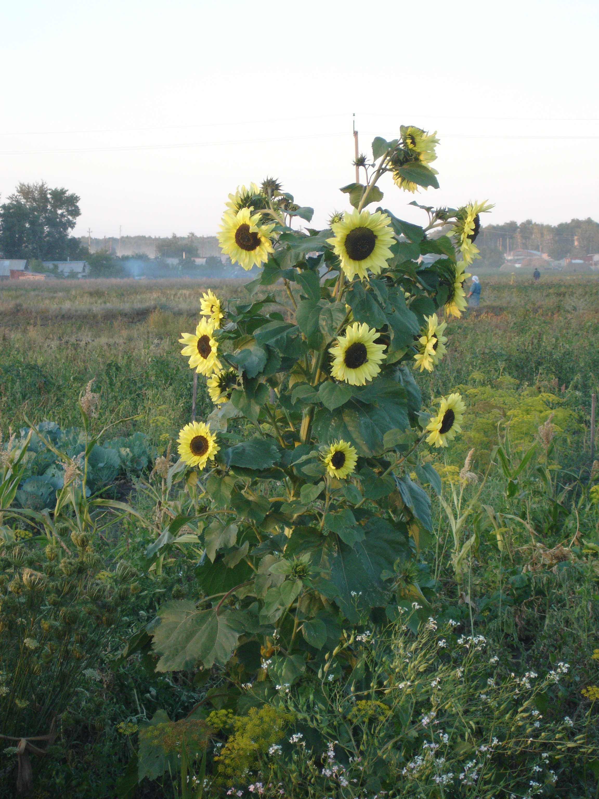 Подсолнечник
